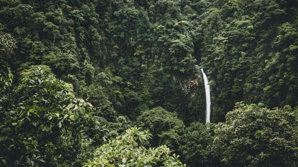 Waterfall Trees Top View Wallpaper