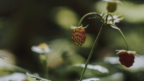 Wild Strawberries Berry Leaves Wallpaper