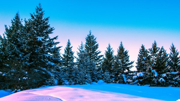 Winter Forest Trees Image Wallpaper