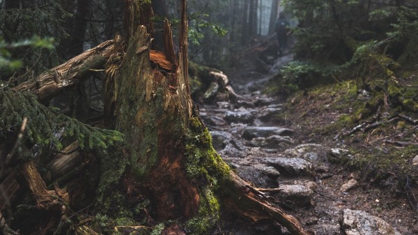 Wood Moss Broken Wallpaper