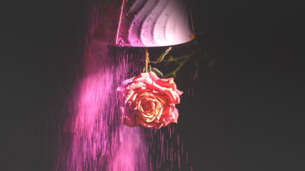 Rose Flower Pot wallpaper
