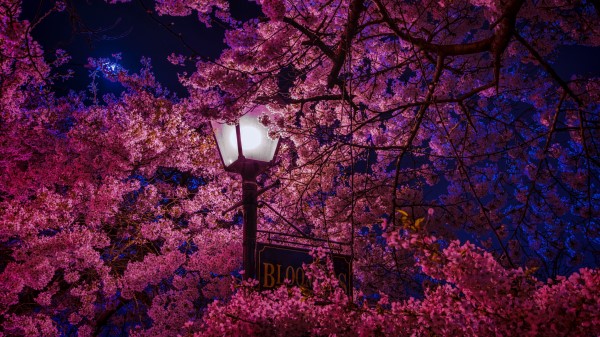 Sakura Blossoms Lantern wallpaper