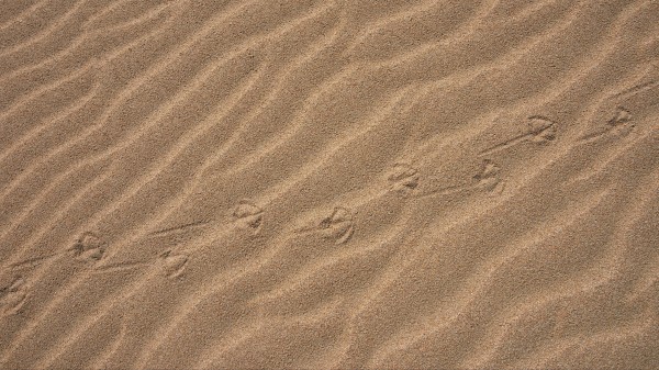 Sand Traces Desert wallpaper