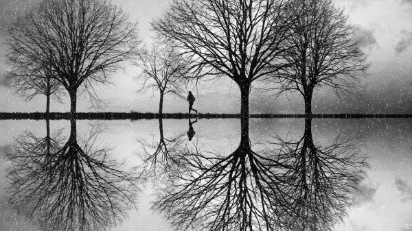 Silhouette Trees Bw wallpaper