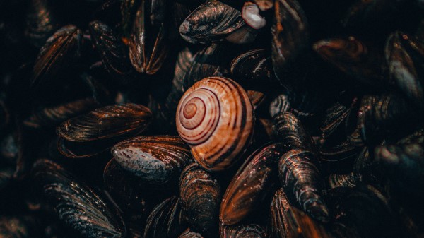 Snail Mussels Shells wallpaper