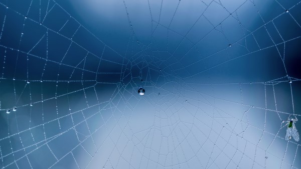 Spider Web Close Up Drops wallpaper