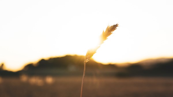 Spikelet Hand Sun wallpaper