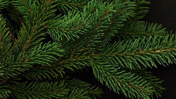 Spruce Branch Green Wallpaper