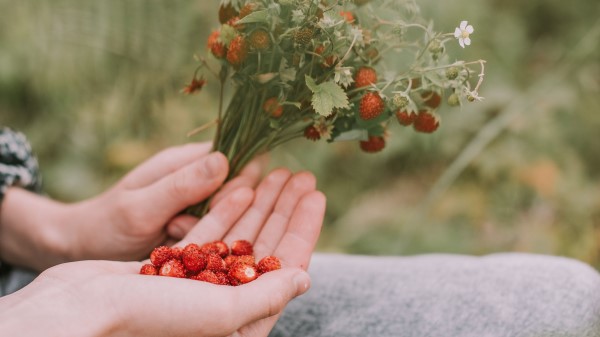Strawberries Berries Ripe wallpaper