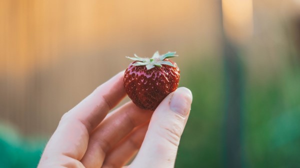 Strawberry Hand Berry wallpaper