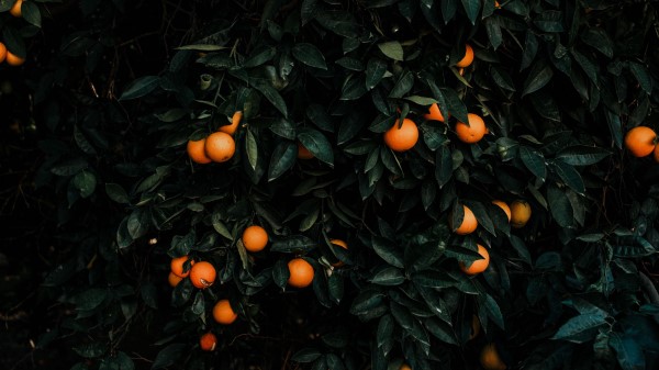 Tangerines Bush Fruits wallpaper