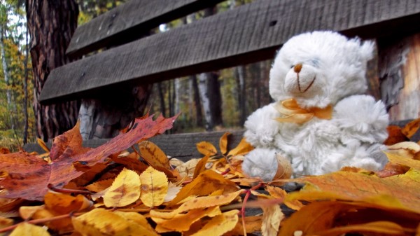 Teddy Bear Toy Loneliness Autumn Bench Leave Wallpaper