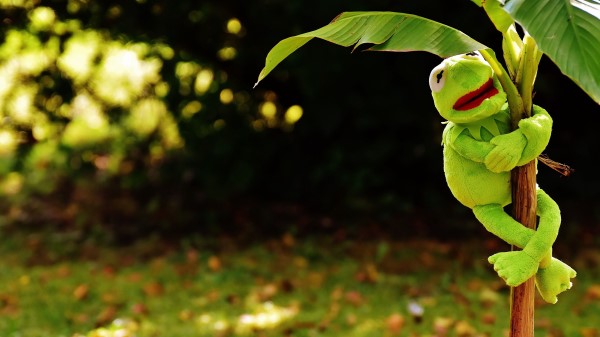 Toy Kermit The Frog Plant Wallpaper