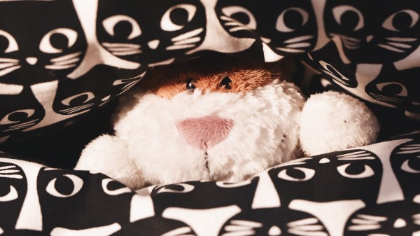 Toy Teddy Peeking wallpaper