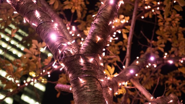 Tree Garland Illumination wallpaper