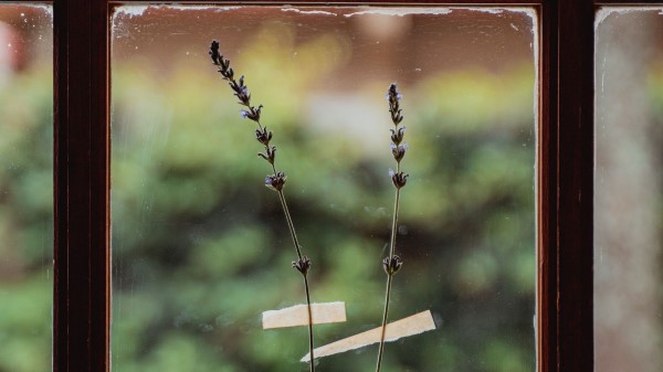 Window Flowers Glass wallpaper
