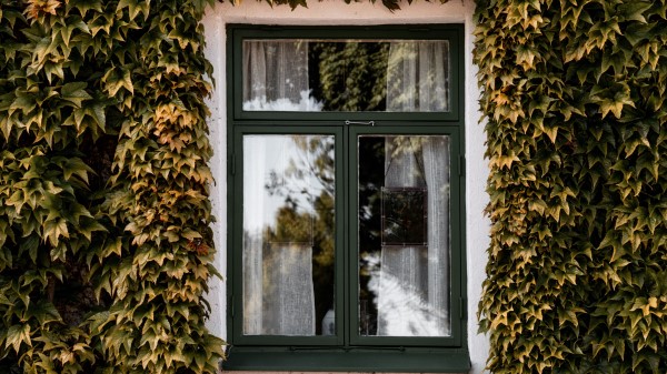 Window Ivy Facade wallpaper