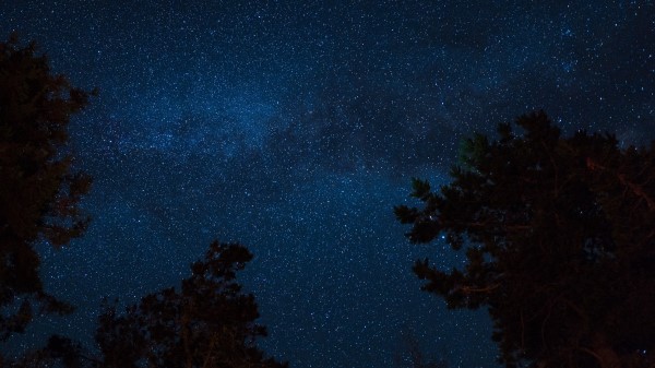 Starry Sky Night Trees Stars wallpaper