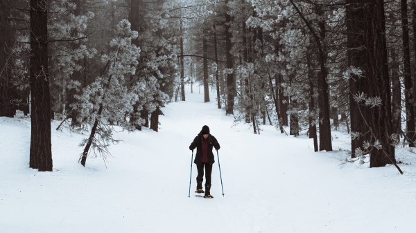 Skier Forest Snow wallpaper