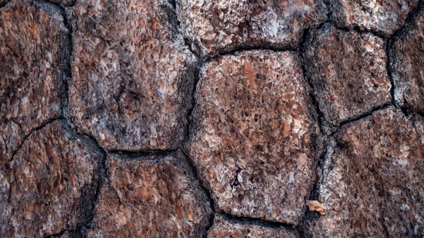 Bark Macro Wood Wallpaper