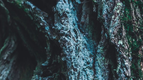 Bark Tree Moss Image wallpaper