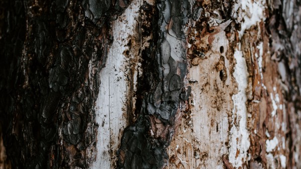 Bark Tree Trunk wallpaper