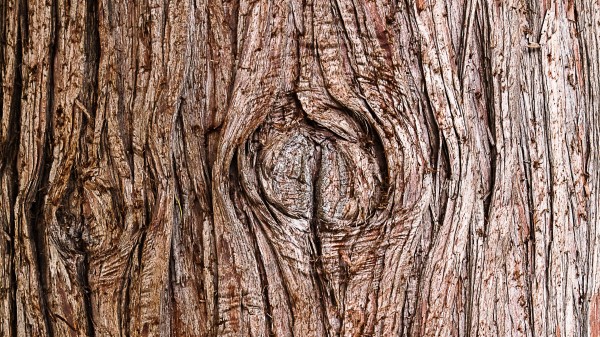 Bark Wooden Texture wallpaper