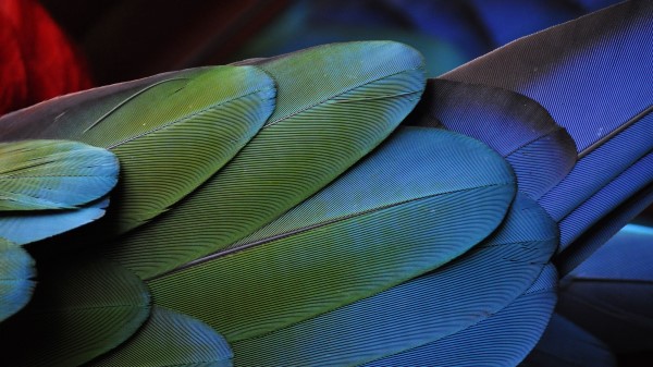 Feathers Bird Colorful Texture Wallpaper