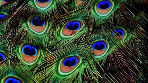 Peacocks Feathers Patterns Wallpaper