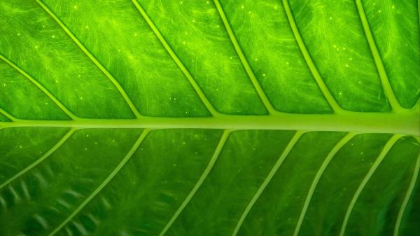 Plant Leaf Texture Wallpaper