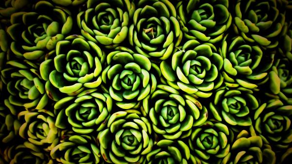 Plants Succulent Green Wallpaper