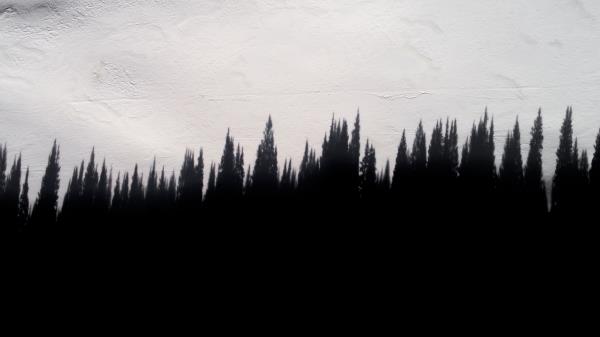 Shadow Trees Wall Wallpaper