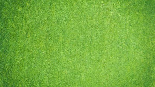 Surface Texture Green Wallpaper