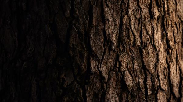 Tree Bark Dark Wallpaper