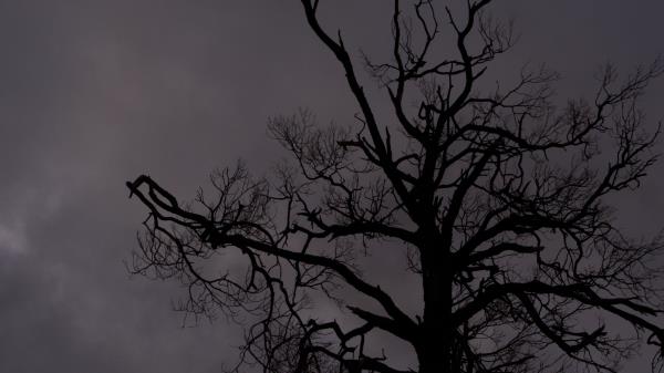 Tree Branches Silhouette Wallpaper