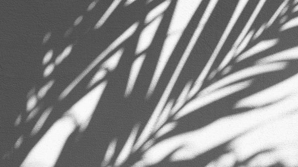 Wall Shadow Palm Wallpaper