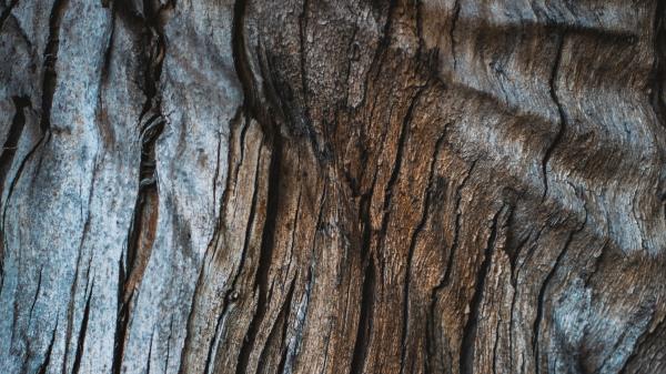Wood Texture Cracks Wallpaper