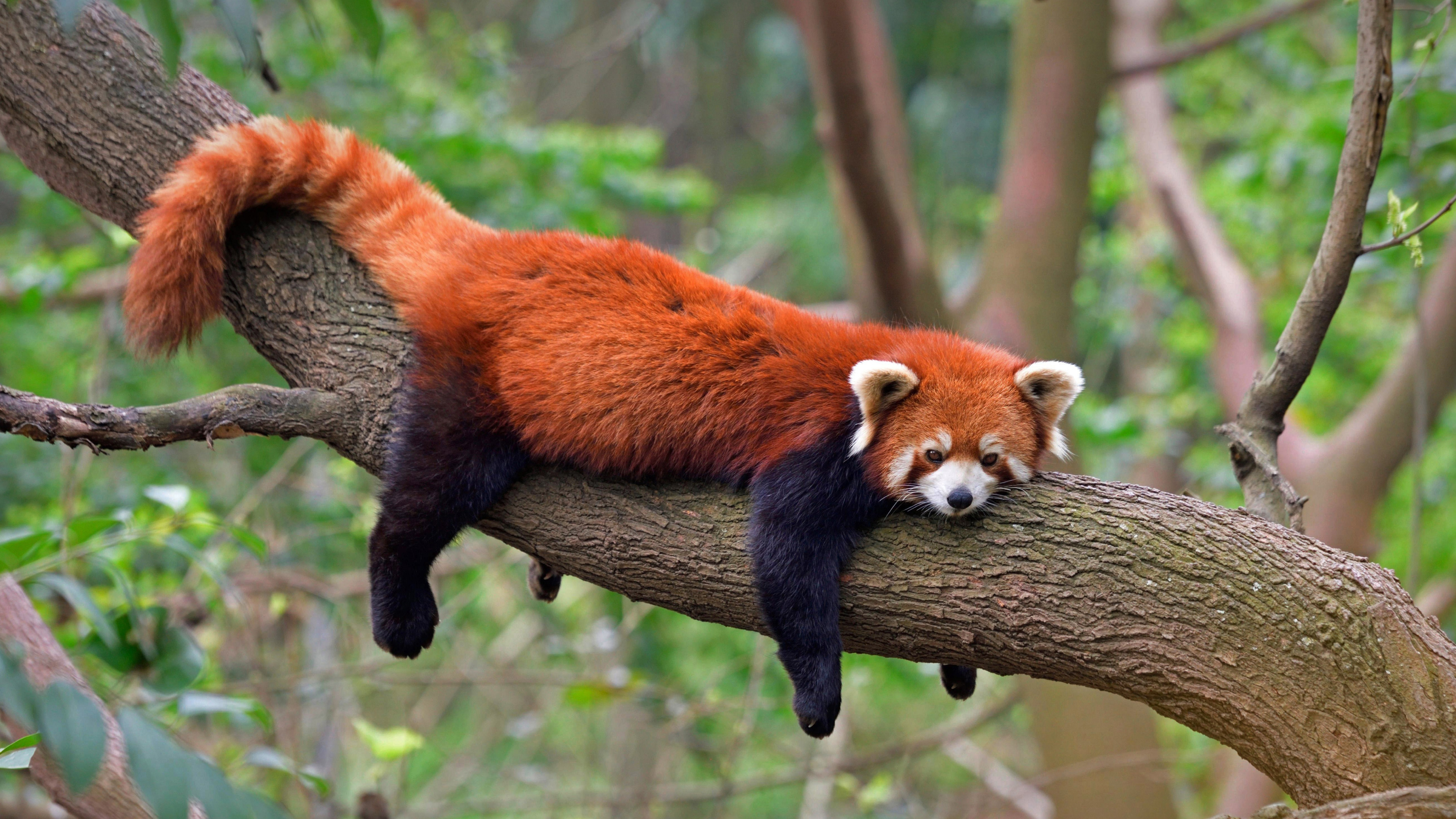 Red Panda 8k Wallpaper