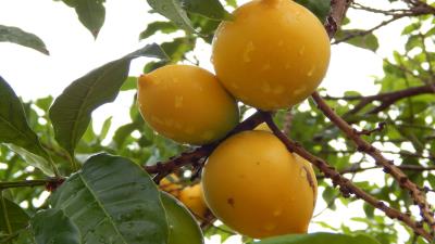 Abiu Fruit 4k Wallpaper