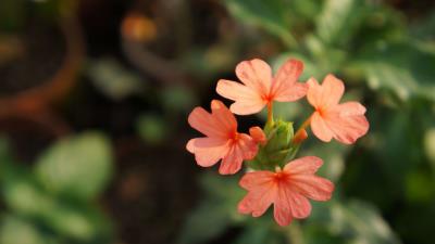 Aboli Flowers Crossandra Infundibuliformis 8k Wallpaper