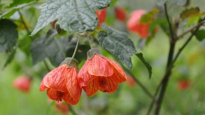Abutilon Flower 4k Wallpaper