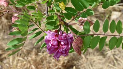 Acacia Flower 8k Wallpaper