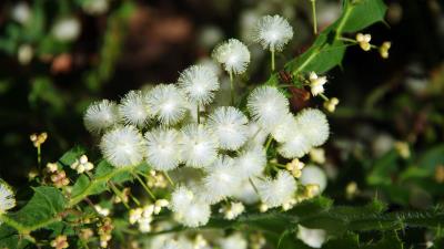 Acacia Linifolia White Wattle 8k Wallpaper