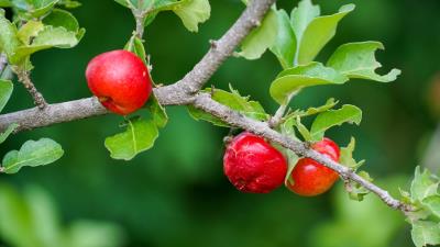 Acerola West Indian Cherry 8k Wallpaper
