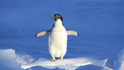 Adelie Penguin In The Snow 4k Wallpaper
