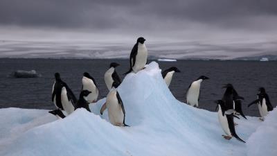 Adelie Penguins On Iceberg 8k Wallpaper