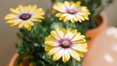 African Daisy 4k Wallpaper