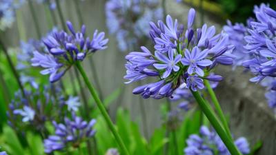 Agapanthus Flowers 4k Wallpaper