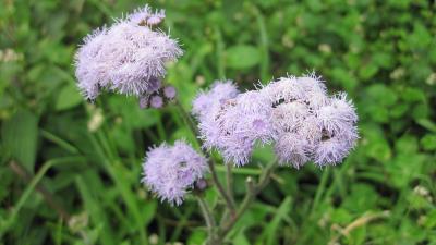 Ageratum 4k Wallpaper