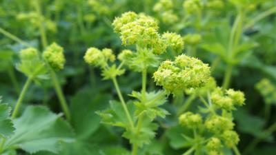 Alchemilla 4k Wallpaper